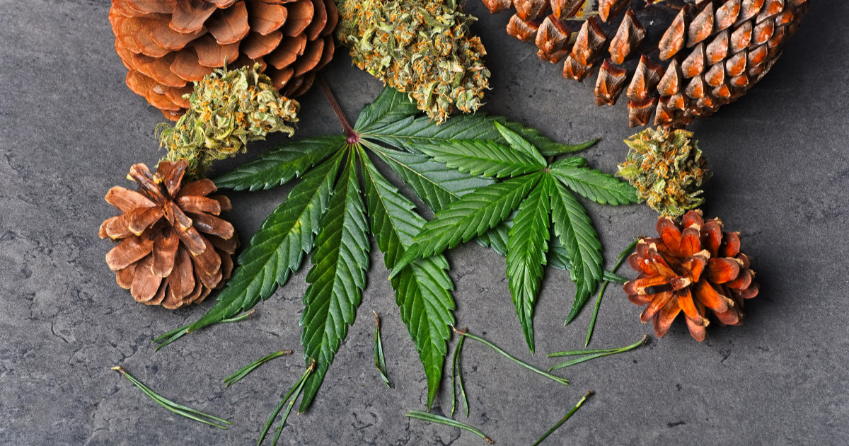 Plant Terpenes